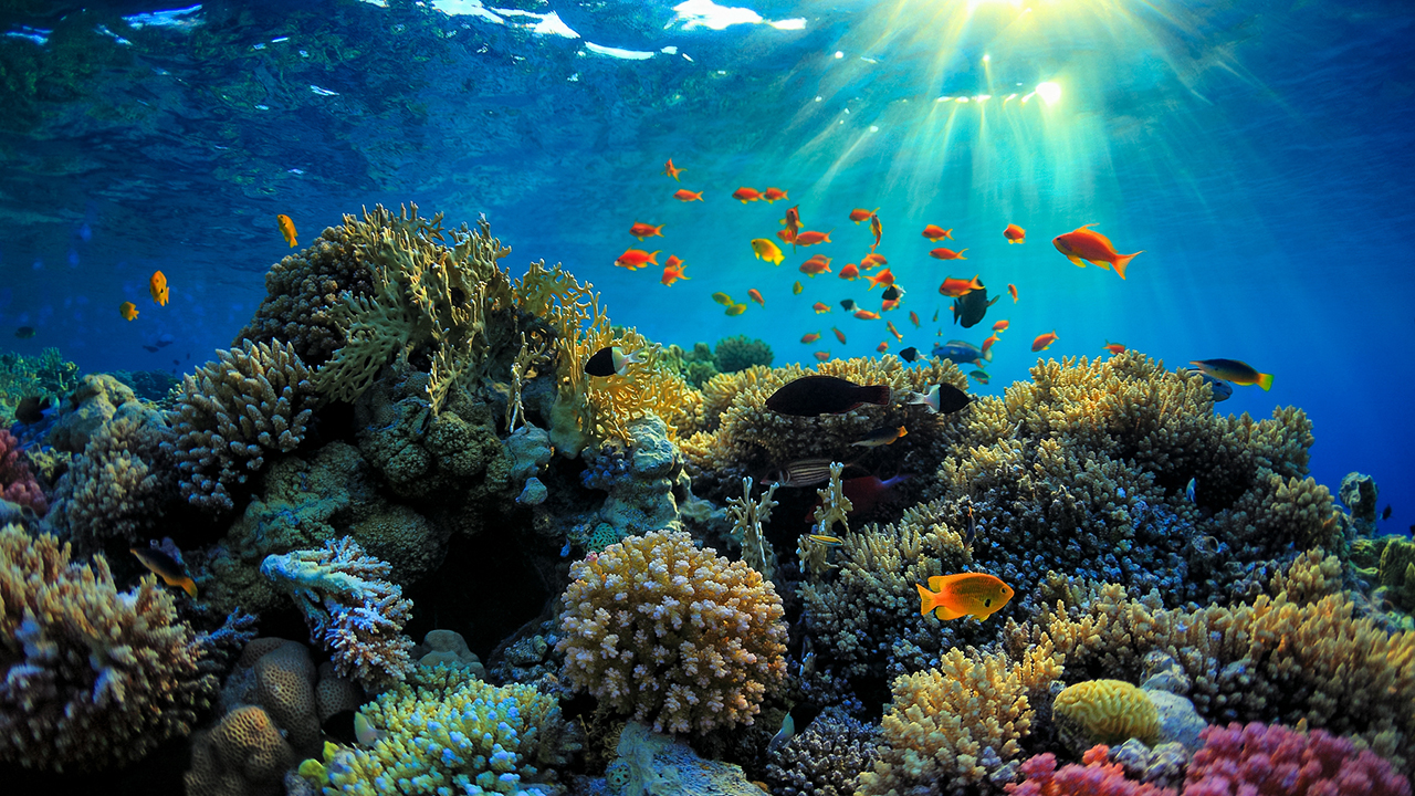 Great Barrier Reef یا سد بزرگ مرجانی، استرالیا