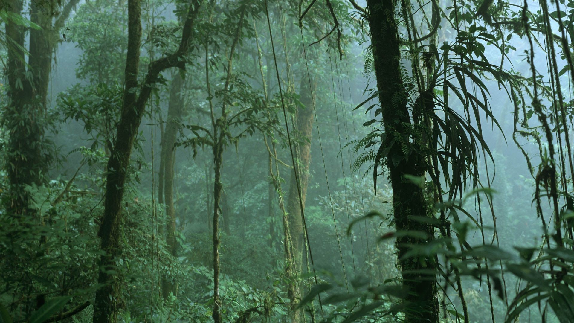 تفاوت بین جنگل‌های ابر و جنگل‌های بارانی