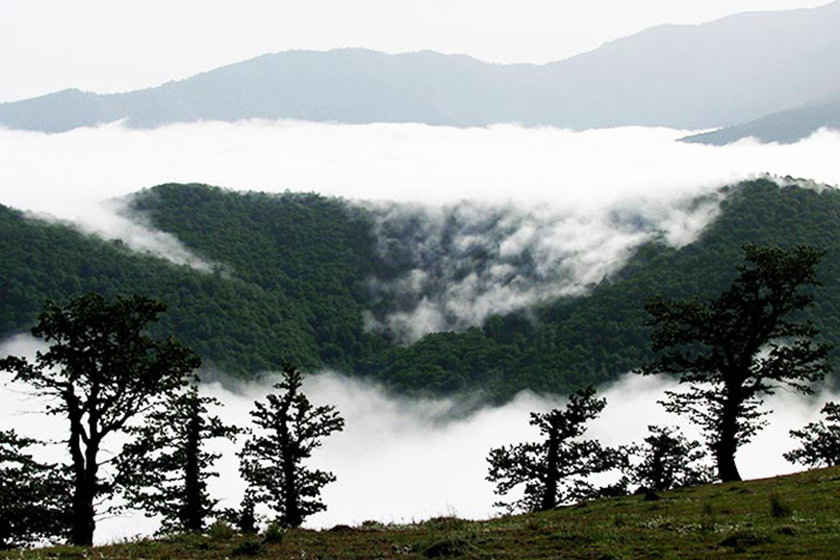 جنگلهای ابر