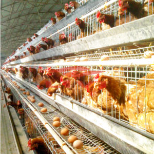 مقرون به صرفه، با دوام و مناسب برای انواع مرغ تخمگذار